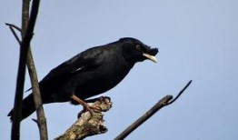 八哥爆料妹子模样视频,揭秘妹子神秘模样视频